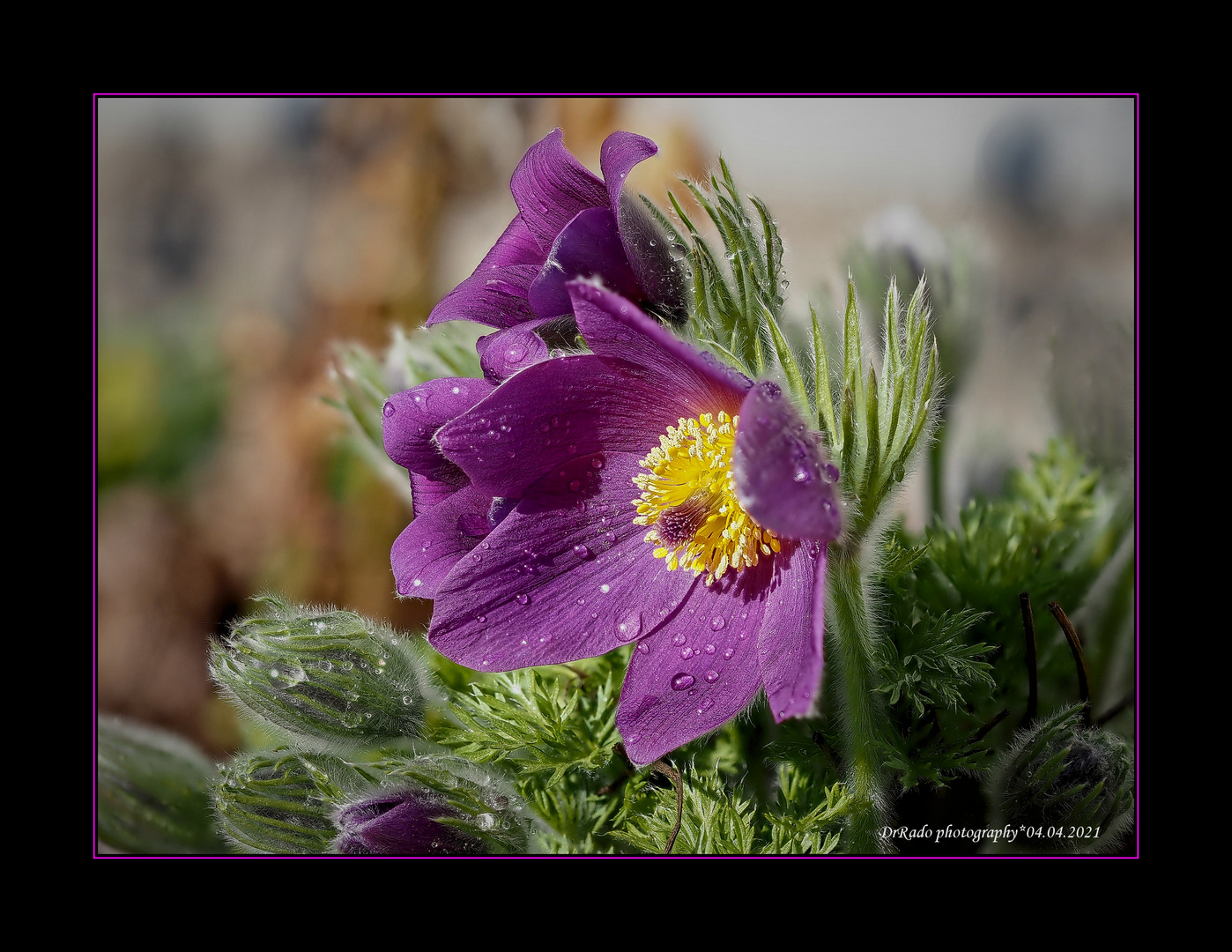 pulsatilla vulgaris