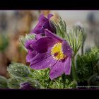 pulsatilla vulgaris