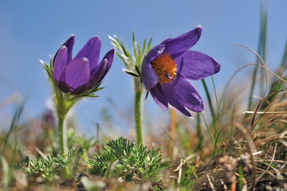 *pulsatilla vulgaris*