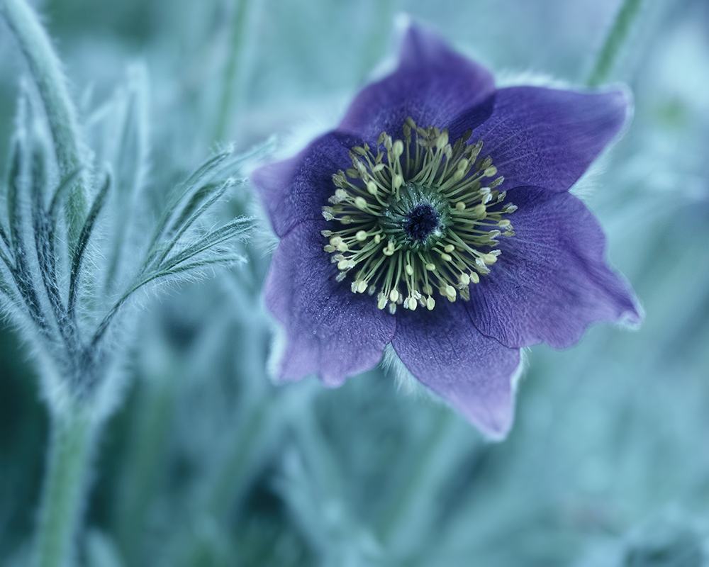 Pulsatilla vulgaris