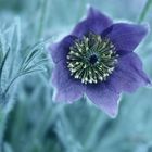 Pulsatilla vulgaris