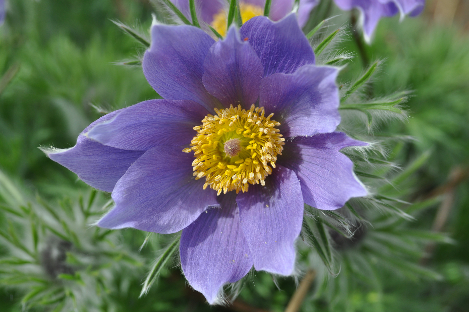  Pulsatilla vulgaris