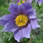  Pulsatilla vulgaris