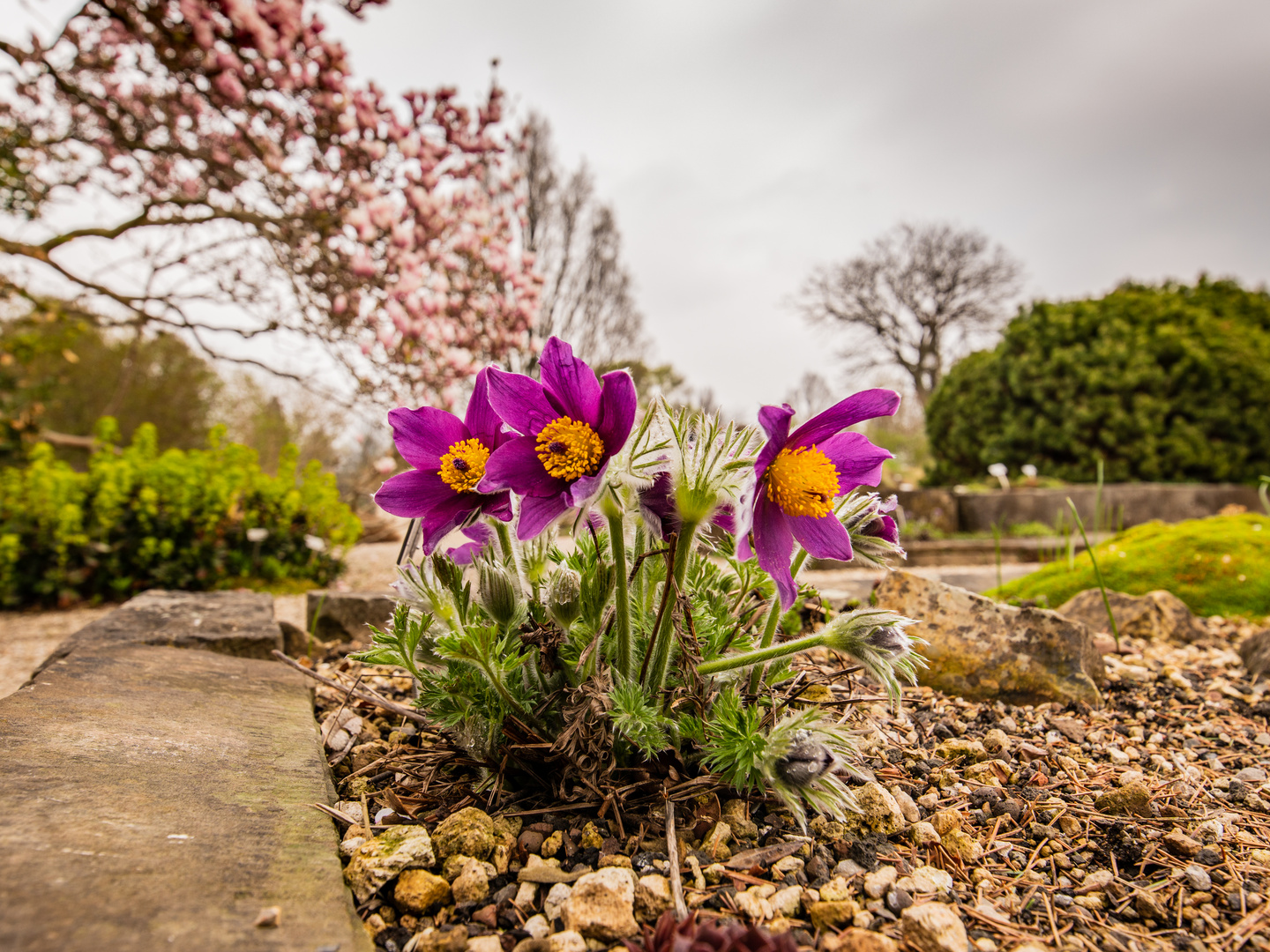 Pulsatilla Vulgaris 