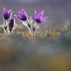 Pulsatilla Vulgaris