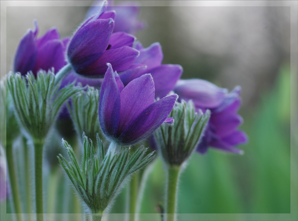 ~Pulsatilla vulgaris~