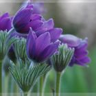 ~Pulsatilla vulgaris~