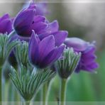 ~Pulsatilla vulgaris~