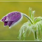 Pulsatilla vulgaris