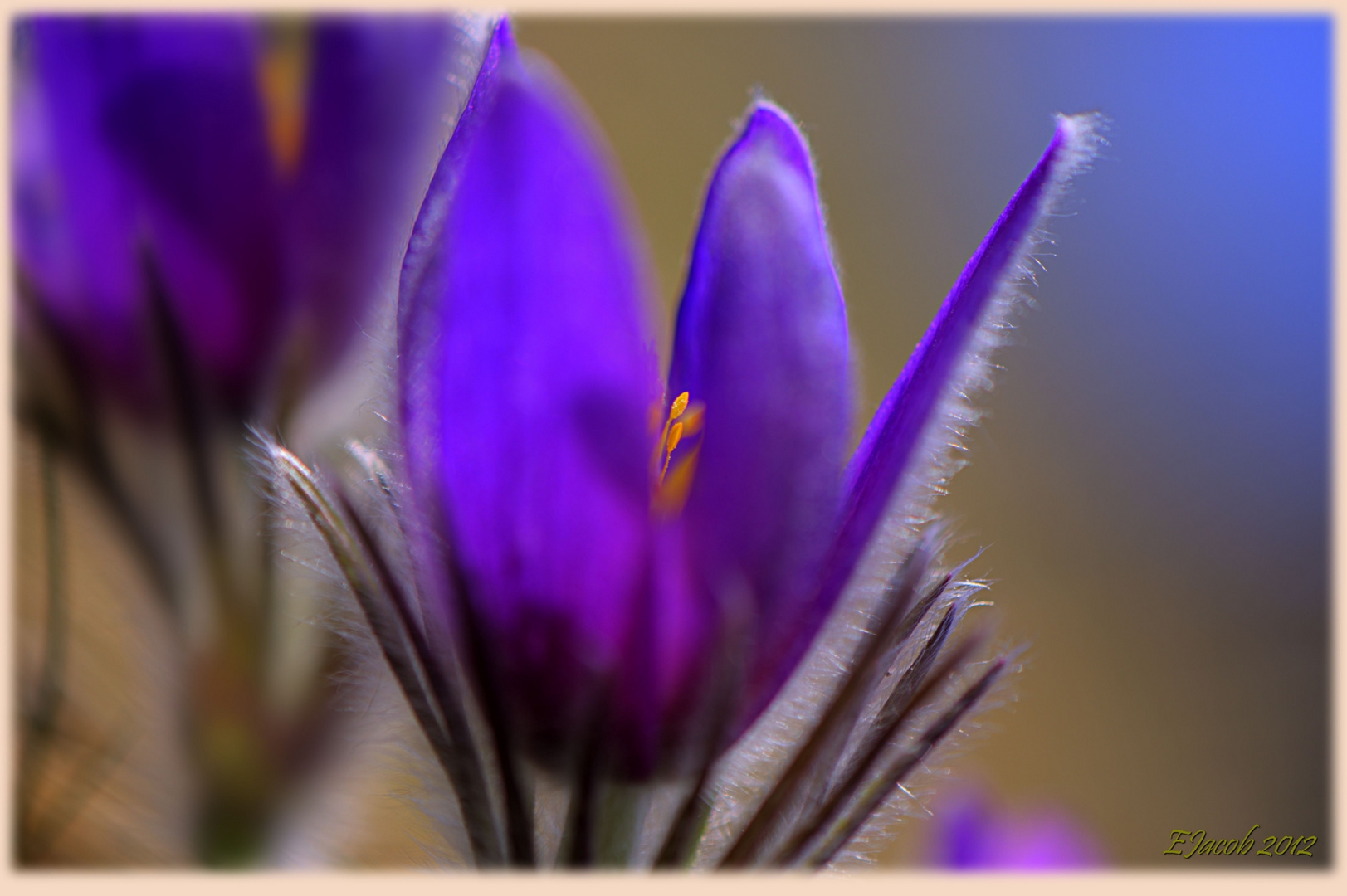 Pulsatilla vulgaris; Best of Macroworkshop