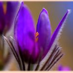 Pulsatilla vulgaris; Best of Macroworkshop