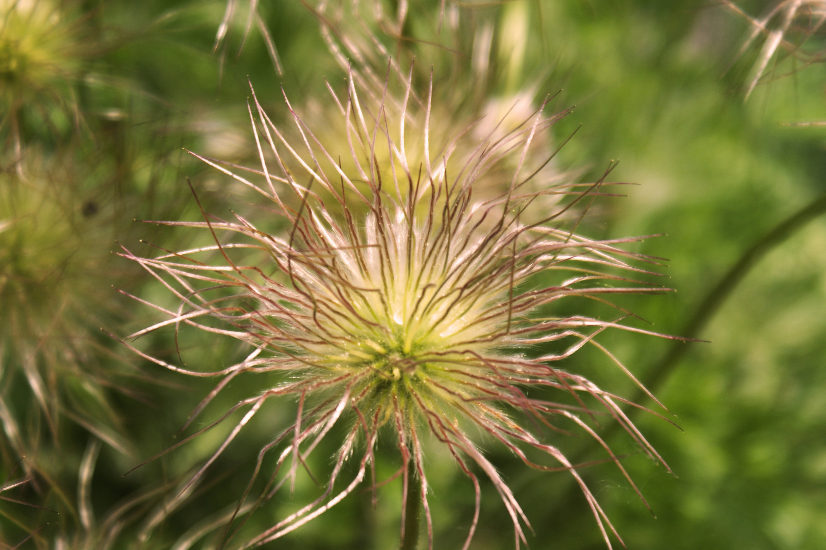 Pulsatilla vulgaris