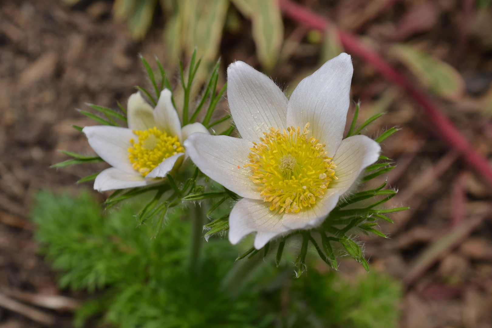 Pulsatilla vulgaris