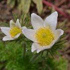 Pulsatilla vulgaris