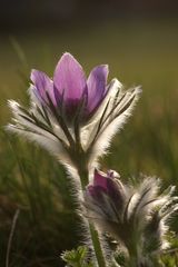 Pulsatilla vulgaris