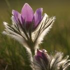 Pulsatilla vulgaris