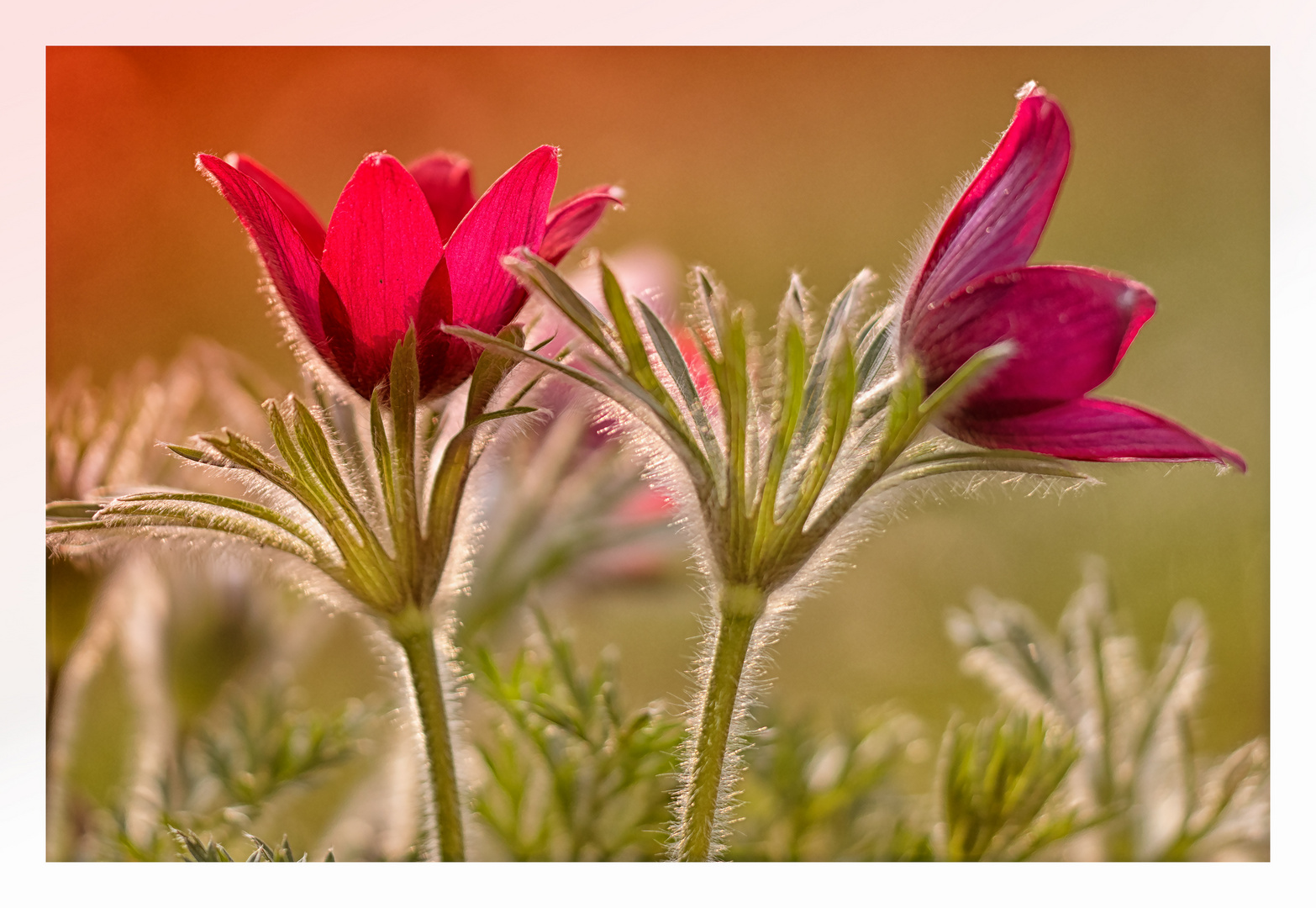 Pulsatilla vulgaris