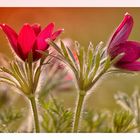 Pulsatilla vulgaris