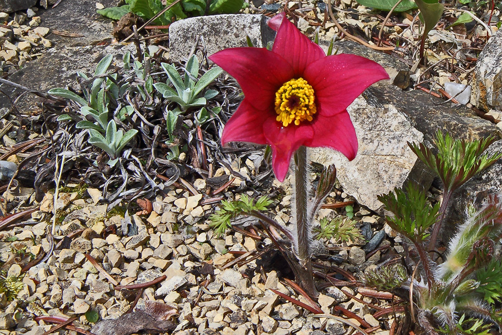 Pulsatilla vulgaris