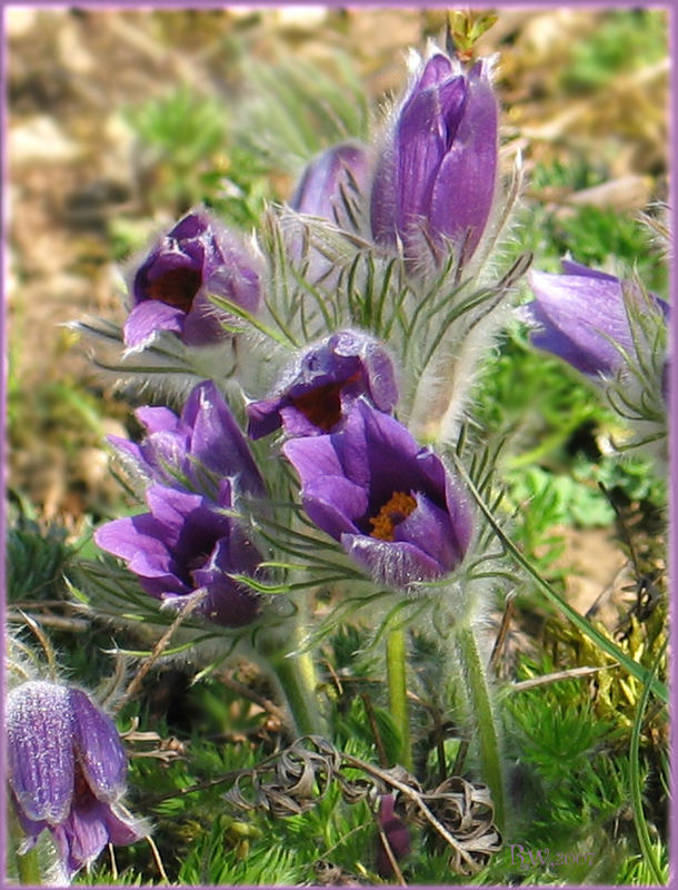 Pulsatilla vulgaris