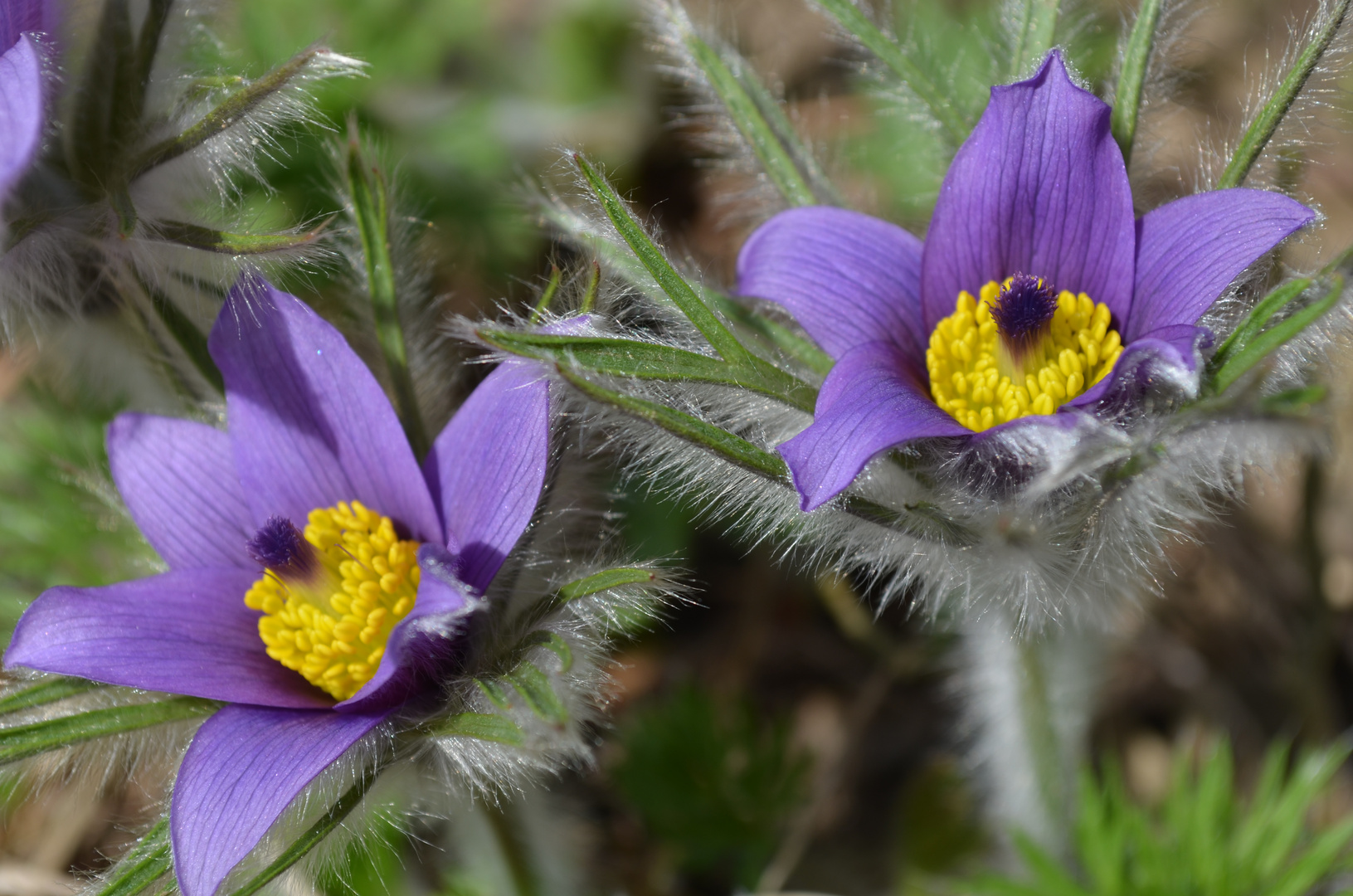 Pulsatilla Vulgaris