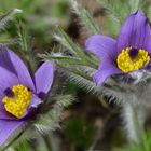 Pulsatilla Vulgaris