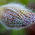 Pulsatilla vulgaris