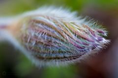 Pulsatilla vulgaris