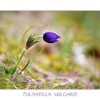 Pulsatilla vulgaris