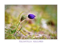 Pulsatilla vulgaris