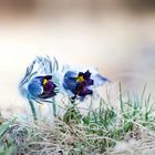 pulsatilla vulgaris