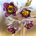 Pulsatilla vulgaris