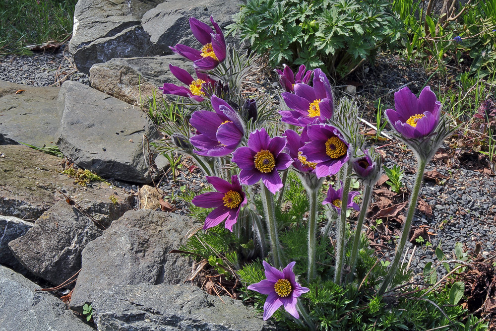 Pulsatilla vulgaris