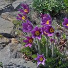 Pulsatilla vulgaris