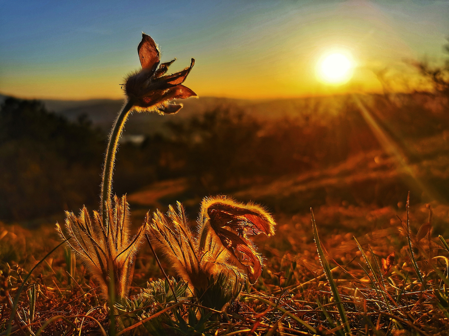 Pulsatilla vulgaris / Deutsche Kuschelle