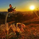 Pulsatilla vulgaris / Deutsche Kuschelle