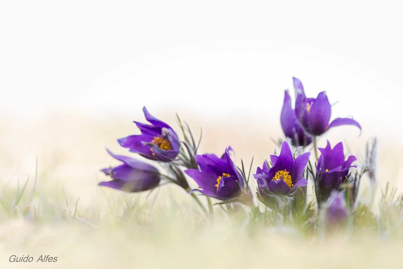 Pulsatilla vulgaris