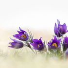 Pulsatilla vulgaris