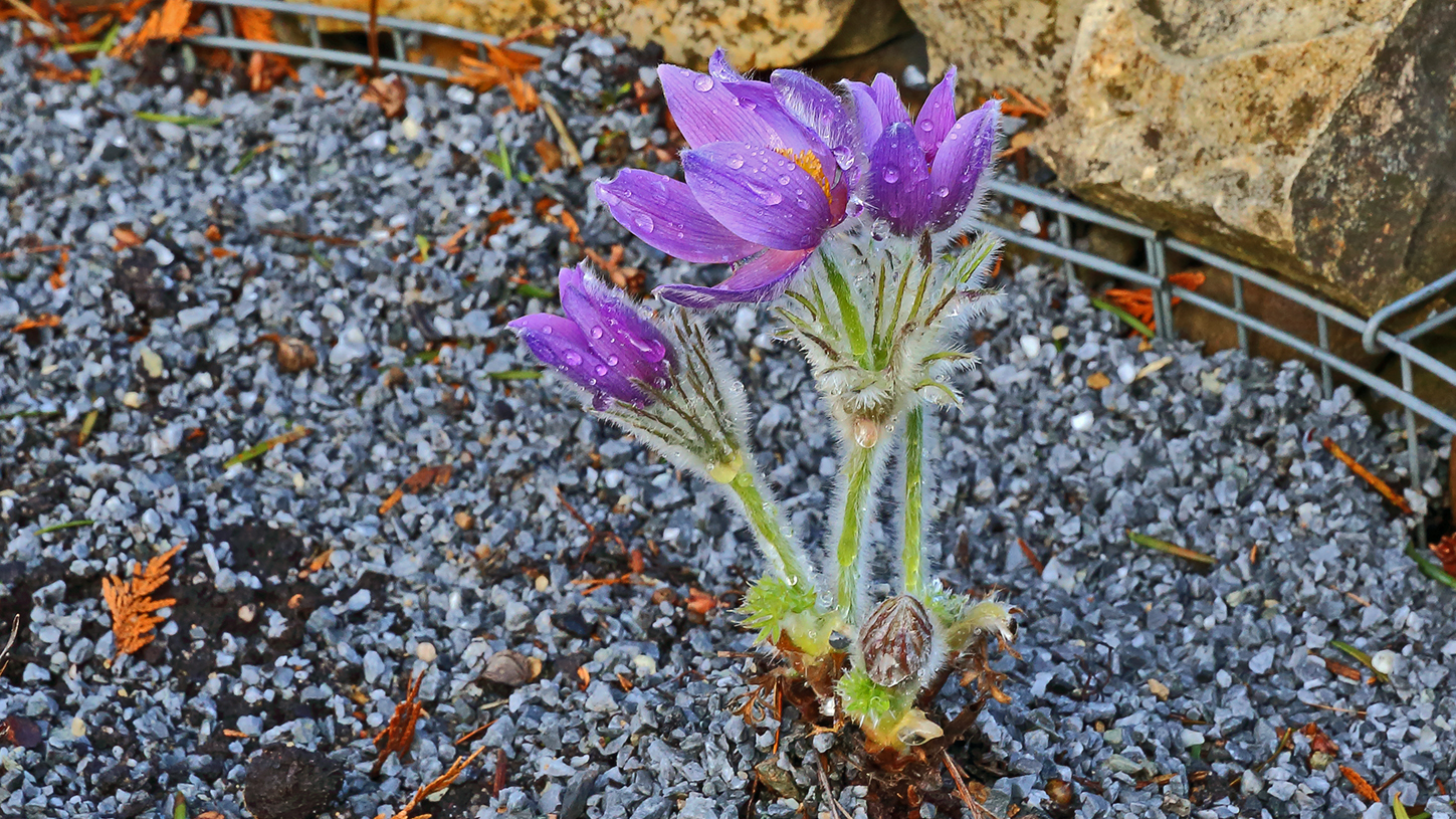 Pulsatilla vulgaris die Erste in diesem Jahr die blüht