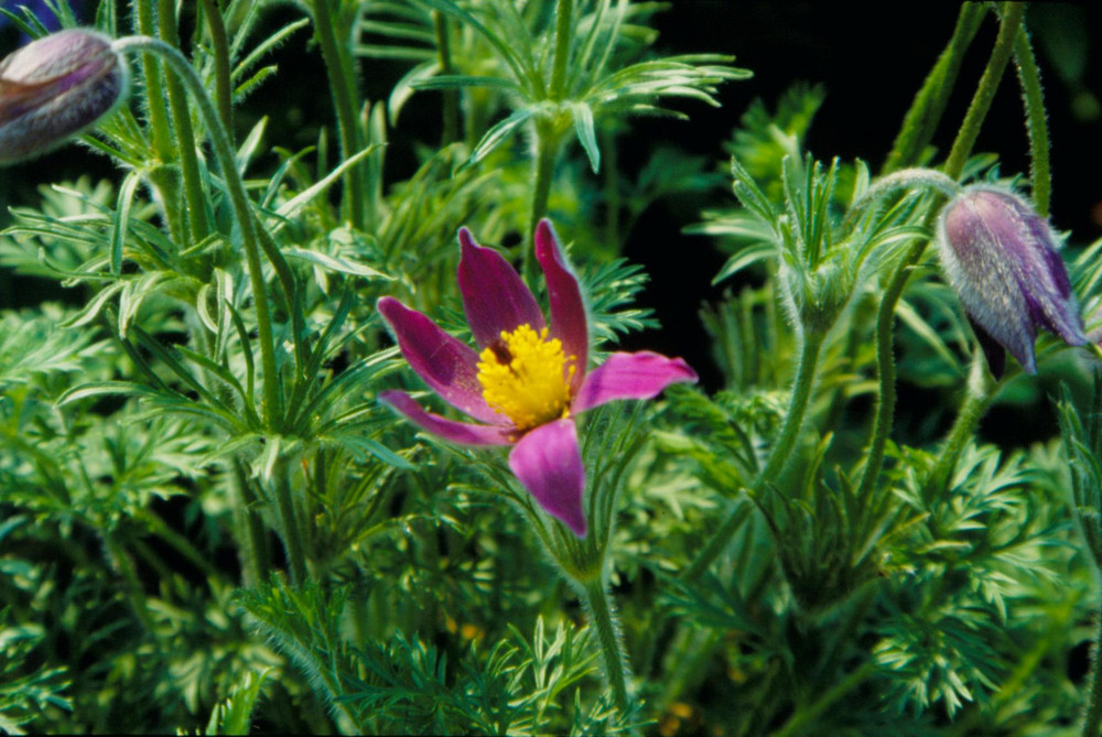 Pulsatilla vulgaris - Die Küchen- oder Kuhschelle