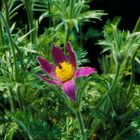 Pulsatilla vulgaris - Die Küchen- oder Kuhschelle