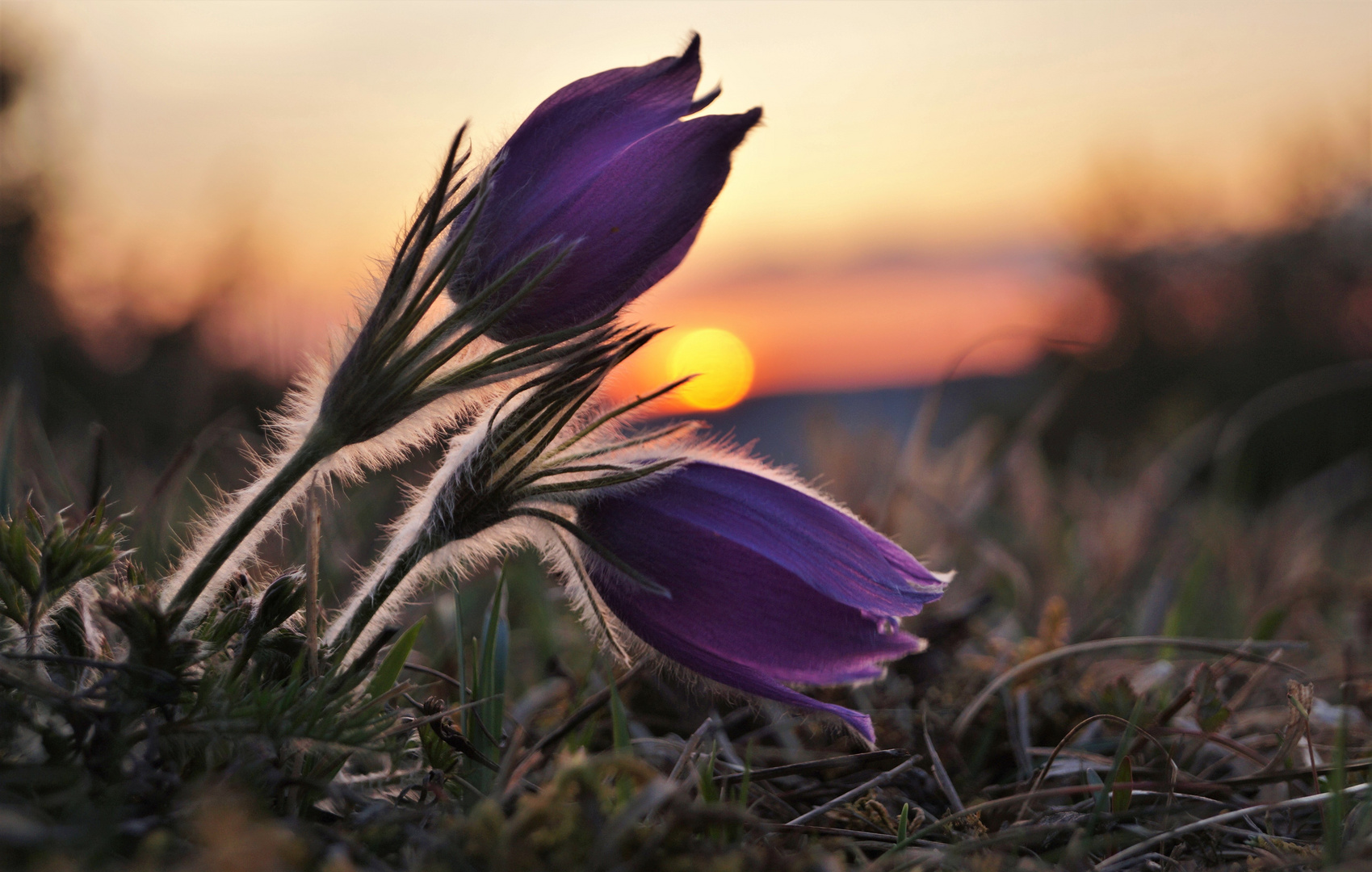 Pulsatilla vulgaris . Die letzten im Jahr 2018.