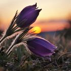 Pulsatilla vulgaris . Die letzten im Jahr 2018.