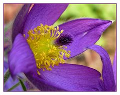 Pulsatilla vulgaris