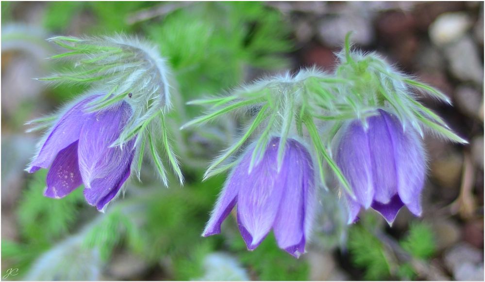 Pulsatilla vulgaris