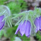 Pulsatilla vulgaris