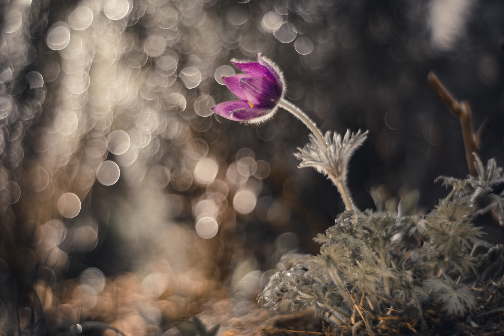 Pulsatilla vulgaris