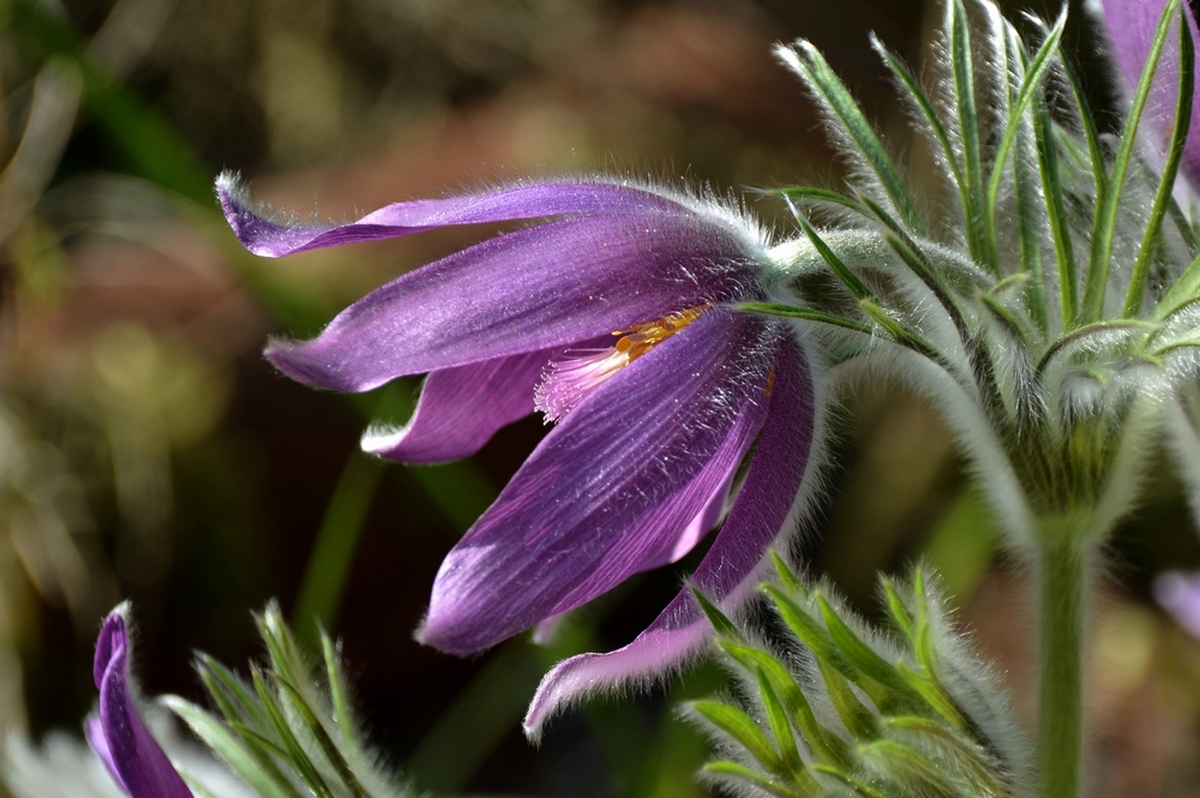 Pulsatilla vulgaris