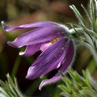 Pulsatilla vulgaris