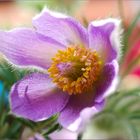 Pulsatilla vulgaris